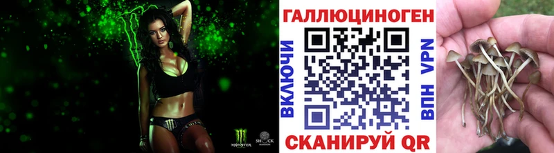 mega ТОР  Тбилисская  Псилоцибиновые грибы Psilocybine cubensis 